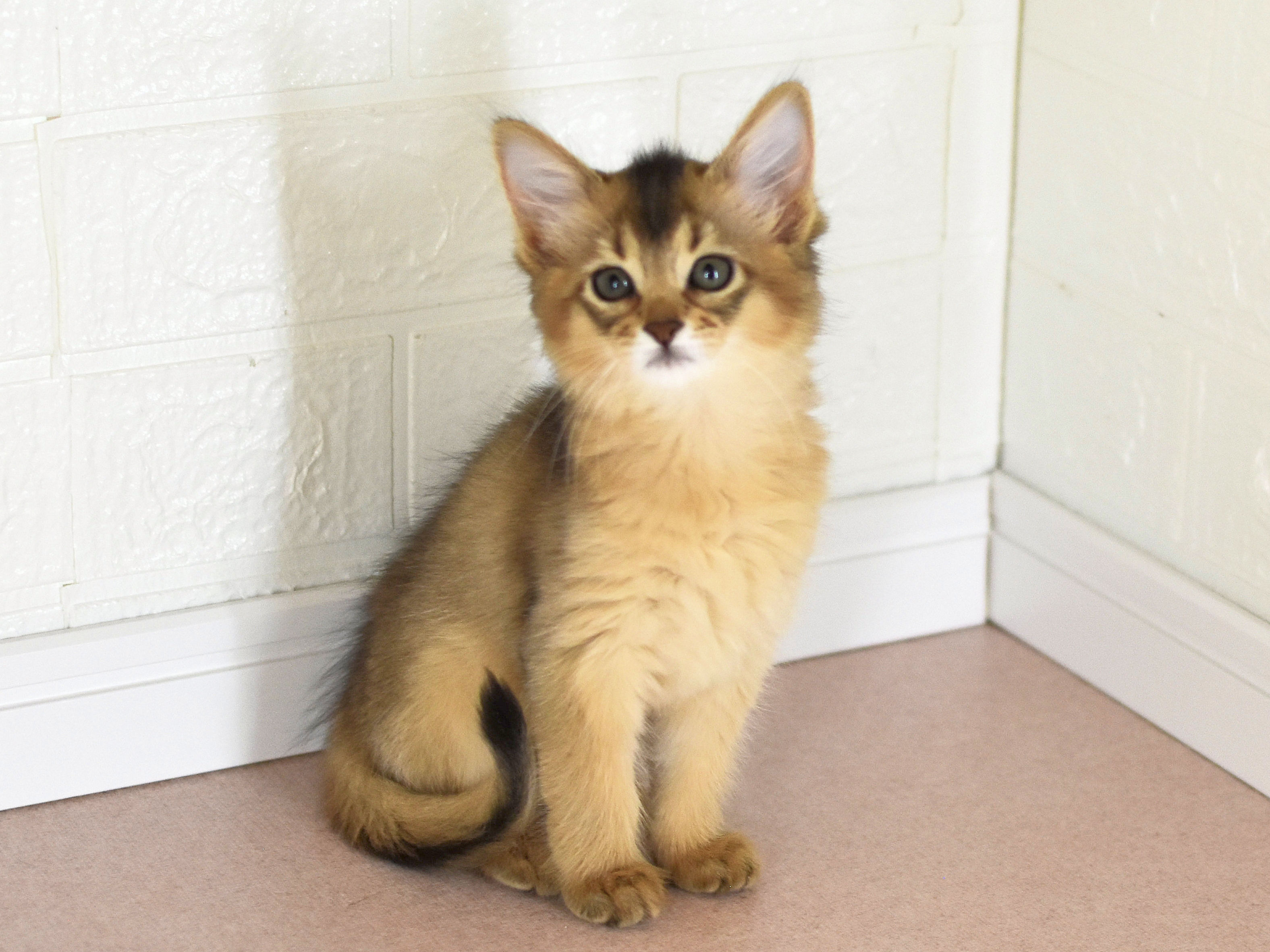 ソマリ　ルディ　めす　（２４年６月１４日生れ）